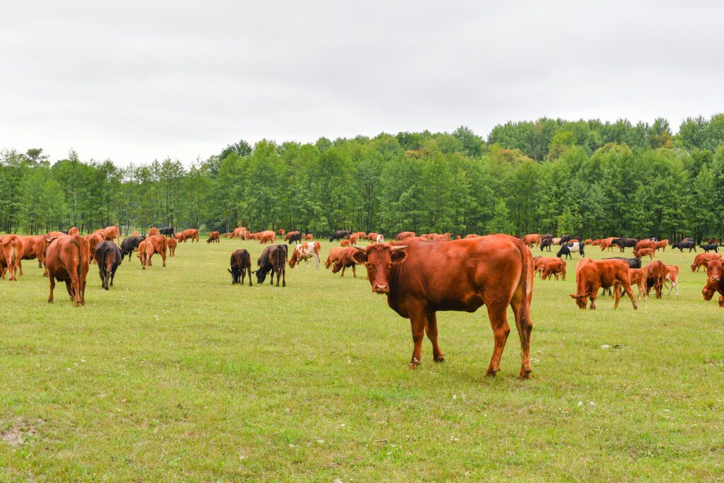 Cows Volyn meat, limousine, abordin. Rural composition. Cows grazing in the meadow. A series of photographs of a black and red cow are grazed. Summer landscape with cows. Calves eat grass.Farm